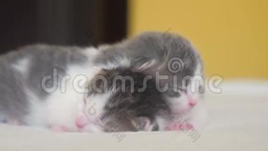 两只可爱的新生小猫在床上<strong>集体</strong>睡觉。 宠物概念宠物概念。 小猫生活方式条纹睡眠